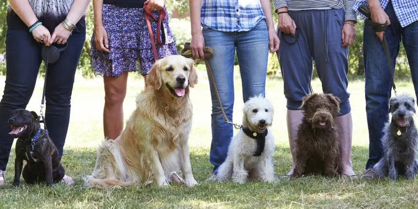 Río Grande: realizarán un taller de adiestramiento canino a beneficio de Cáritas Parroquial