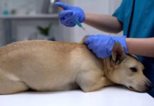 Alerta por la rabia: refuerzan la vacunación gratuita de perros y gatos en Tierra del Fuego