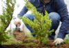 Descuento en el impuesto por plantar árboles en la vereda: hay tiempo hasta el 15 de diciembre