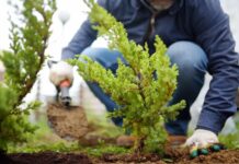 Descuento en el impuesto por plantar árboles en la vereda: hay tiempo hasta el 15 de diciembre