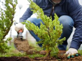 Descuento en el impuesto por plantar árboles en la vereda: hay tiempo hasta el 15 de diciembre